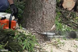 Best Tree Removal  in Jackpot, NV